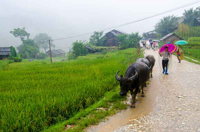 224 - Vietnam - Sapa - paisaje bajo la lluvia